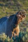 Wild mustang stallion sharing a funny face Art Print